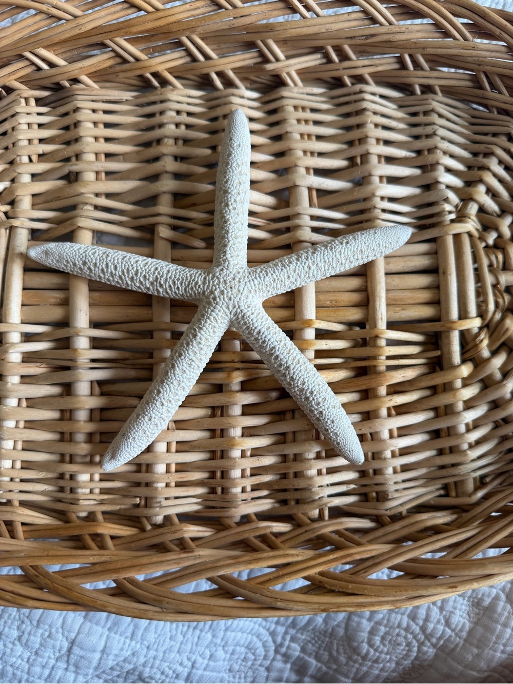 Natural real Starfish